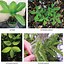 Image result for Leaf ID Chart
