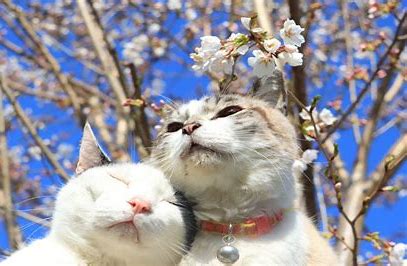 猫　桜散る に対する画像結果