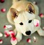 Image result for Dogs Wallpaper for Kindle