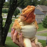 Image result for Funny Bearded Dragon Lizard
