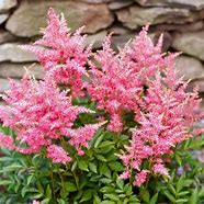 Image result for Flowering Shade Perennials