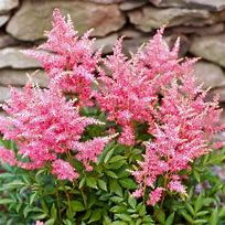 Image result for Perennial Shade Plants and Flowers