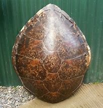 Image result for Large Turtle Shell