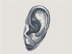 Image result for Ear Illustration