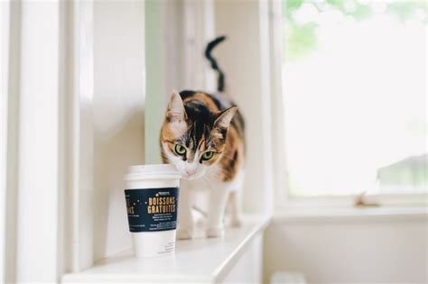 猫　コーヒー に対する画像結果