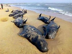 Image result for Whale Washed Up On Beach