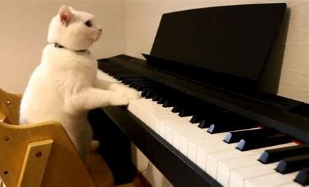 猫　音楽 に対する画像結果