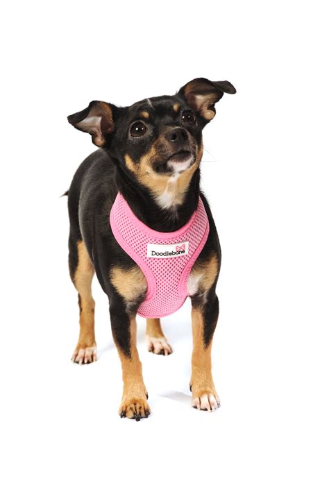 CLEARANCE Doodlebone Mesh Harness Baby Pink Medium > Purely Pet  