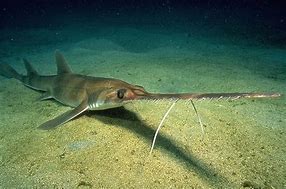 Image result for Shark with Long Tail