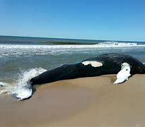 Image result for washed up whale
