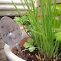 Image result for Herb Growing Containers