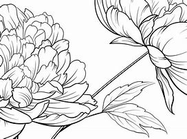Image result for Peony Plant Supports