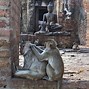 Image result for Lopburi Monkey Climbing On People