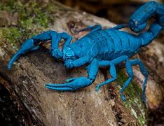 Image result for Scorpion Insect Wallpaper