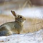 Image result for Rabbit in Snare Trap