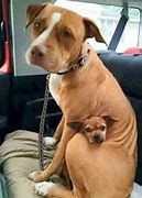 Image result for AZ couple and dog rescued