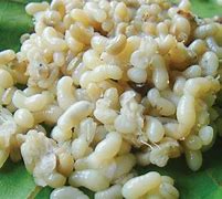 Image result for Red Ant Eggs