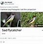 Image result for Weird Bird Names
