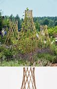 Image result for Willow Vine Plant Supports