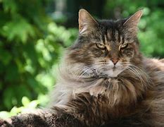 Image result for Mangoon Cat