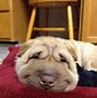 Image result for Smiling Animal Meme