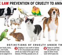 Image result for Animal Cruelty Questions
