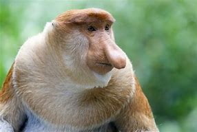 Image result for Show-Me Weird Looking Animals