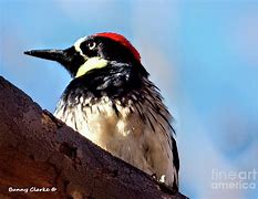 Image result for Anthropomorphic Acorn Woodpecker