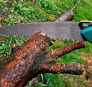 Image result for Power Saws for Cutting Trees