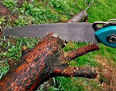 Image result for Cutting Tree Branches