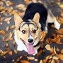 Image result for Happy Dog Yay