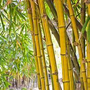 Image result for Bamboo Plants Lowe's