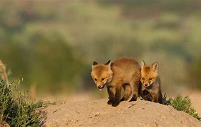 Image result for Windows Spotlight Foxes