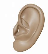 Image result for Tip of Ear