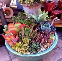 Image result for Succulent Planters