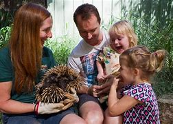 Image result for Australia Zoo Activities