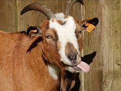 Image result for Silly Goat