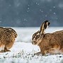 Image result for Wild Animal Desktop Backgrounds Winter Rabbit