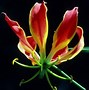 Image result for Fire Flower Seed