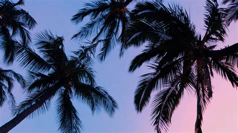 palms, sunset, bottom view, branches, sky 4k sunset, palms, bottom view