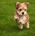 Image result for Animal Expressions Happy