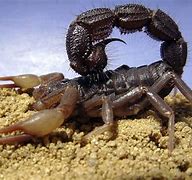 Image result for Most Poisonous Scorpion in the World