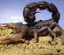 Image result for Deadliest Scorpion