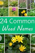 Image result for Lawn Weed Types and Names