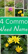 Image result for Common Lawn Grass Weed Identification Chart