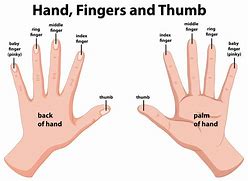 Image result for Hand Location Anatomy Diagram