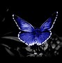 Image result for Cool Butterfly Art