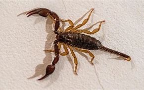 Image result for Scorpion Problem in House Home