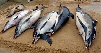 Image result for Dolphins die on New Jersey Shore beach 