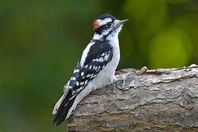 Image result for North American Woodpeckers
